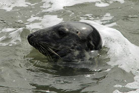 Seal with head above water