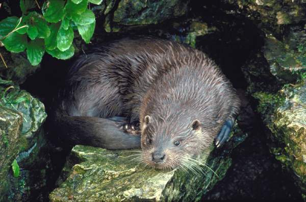 Otter beside a Welsh river