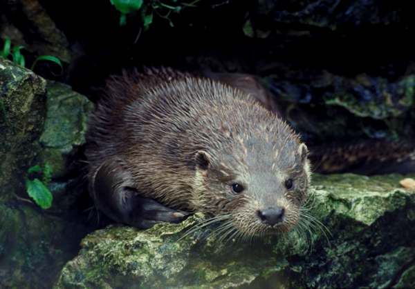 Eorasian Otter, Wales