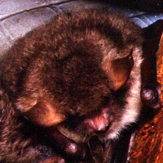 Closeup of the head of Myotis brandtii, Brandt's Bat