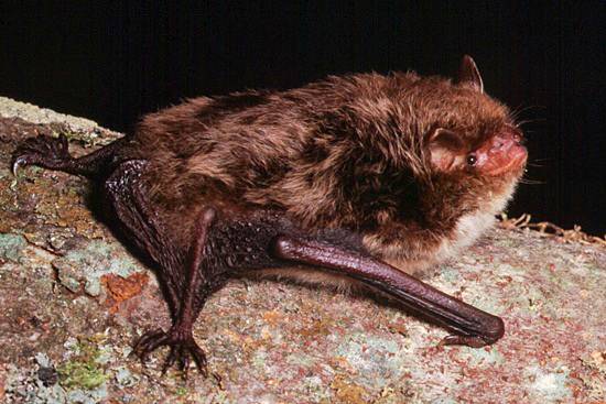 Myotis daubentonii, Daubenton's Bat