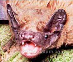 Noctule bat in close-up