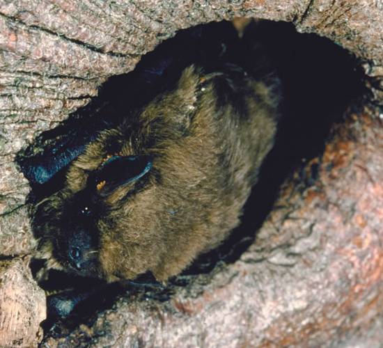 Pipistrelle bat with young