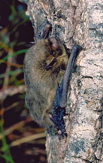 Adult Pipistrelle Bat