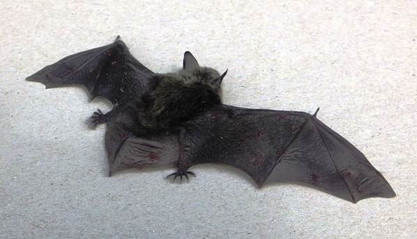 Pipistrelle bat. Wales