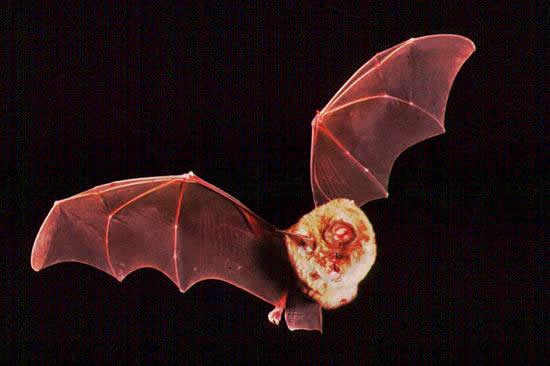 Greater horseshoe bat in flight