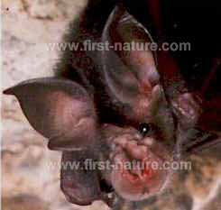 Lesser horseshoe bat in close-up