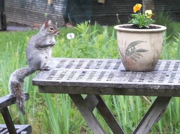 Grey Squirrel, Wales UK