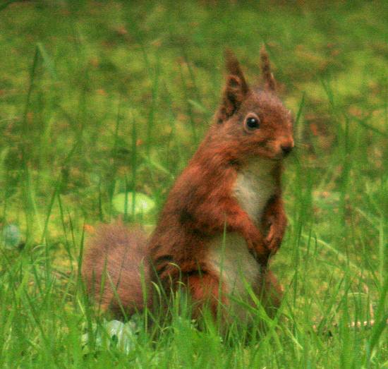 Red squirrel feeding on pine nuts