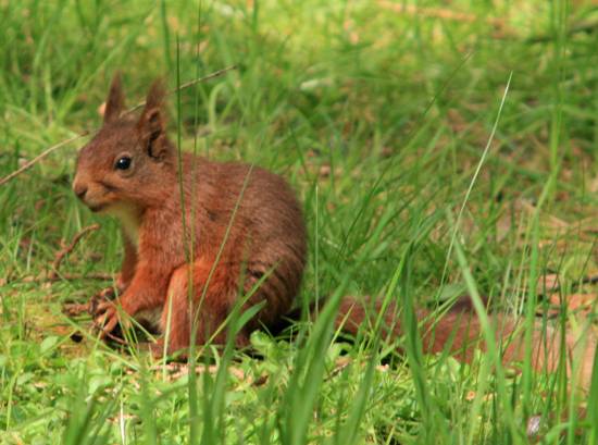 Another picture of a red squirrel