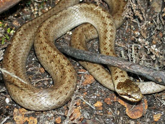 Smooth Snake, pale specimen