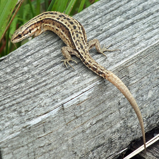 Common Lizard, Lacerta vivipara, Cors Caron, Wales