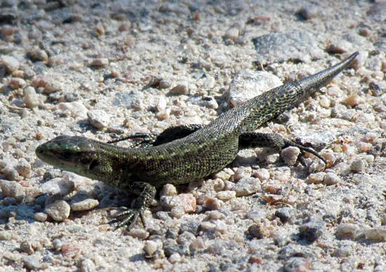 Common Lizard, Lacerta vivipara, with young