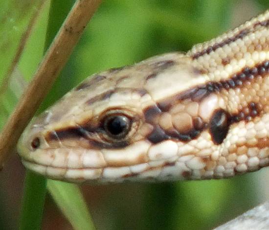 Closeup of the head of a Common Lizard