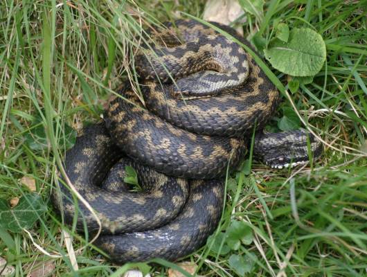 Grass Snake, Natrix natrix