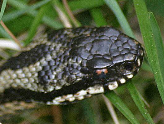 Grass Snake swimming in southern England