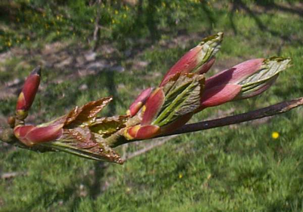 Sycamore buds