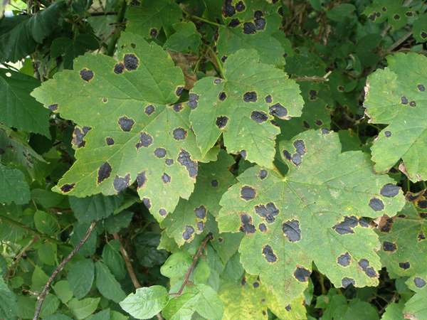 Tar Spot fungus on Sycamore leaves