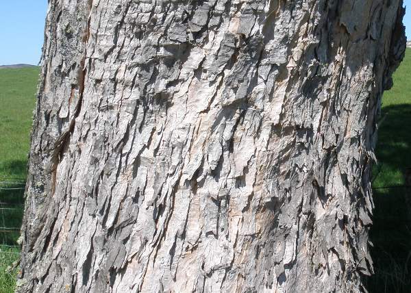 Bark of an old Sycamore tree