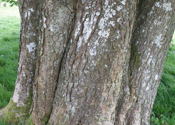 Bark of an old Horse Chestnut tree