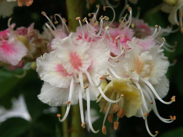Blossom of the Horse Chestnut tree