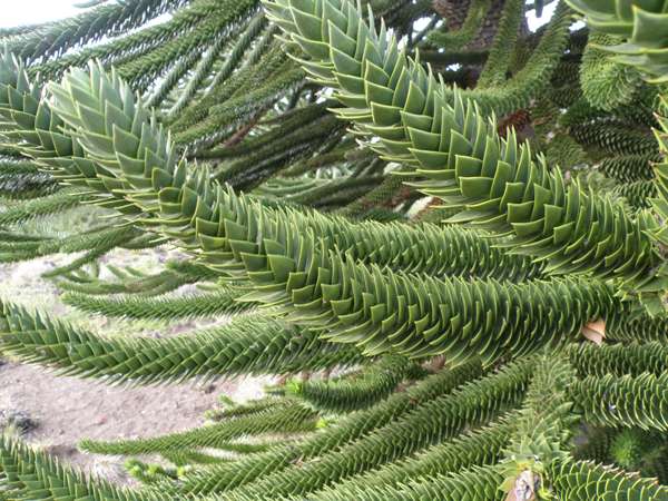 Leaves of the Monkey Puzzle