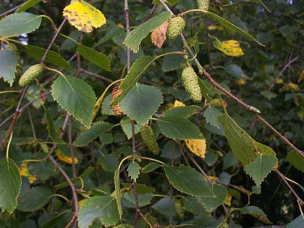 Downy Birch leaves and female catkins