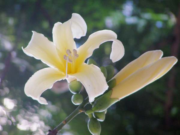 Cream silk floss flowers
