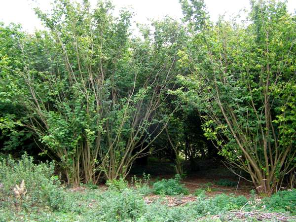 Coppiced Hazel at NOar Hill, southern England