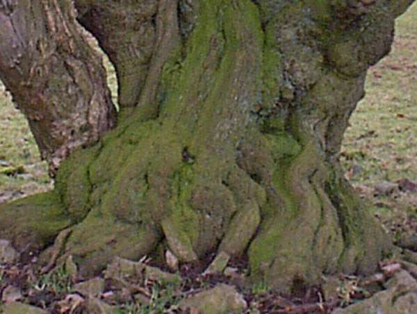 An old Hawthorn trunk