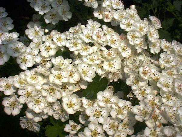 Hawthor flowers, known as May Blossom