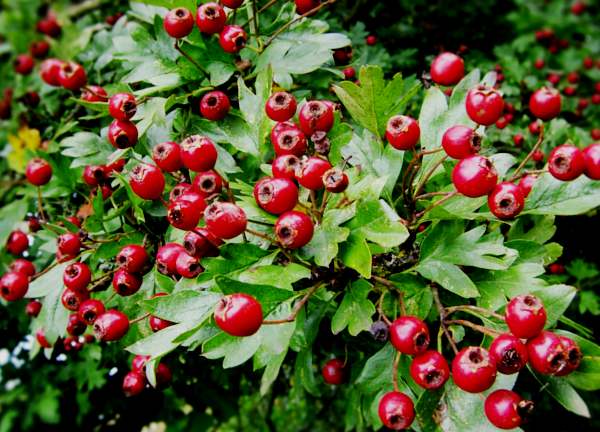 Hawthorn fruits, known as haws