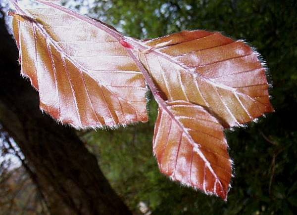 Copper beech leaves