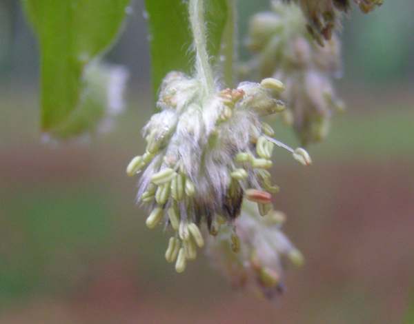 Male flowers of a Beech tree