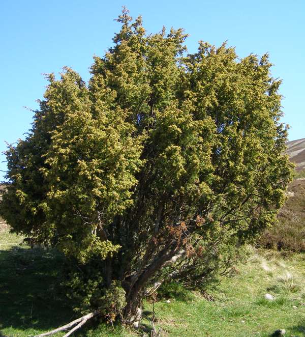 Juniperus communis - Common Juniper