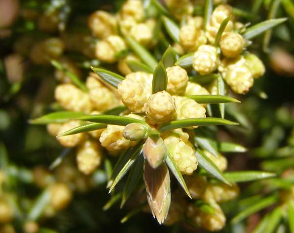 Male flowers of Common Juniper