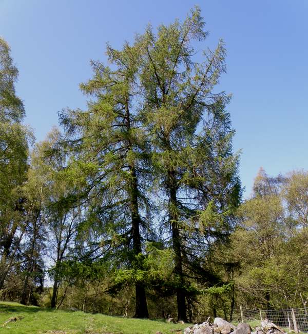 European Larch trees