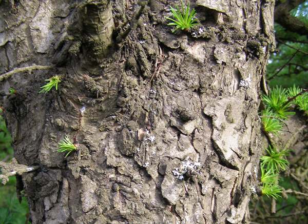Bark of a European Larch tree
