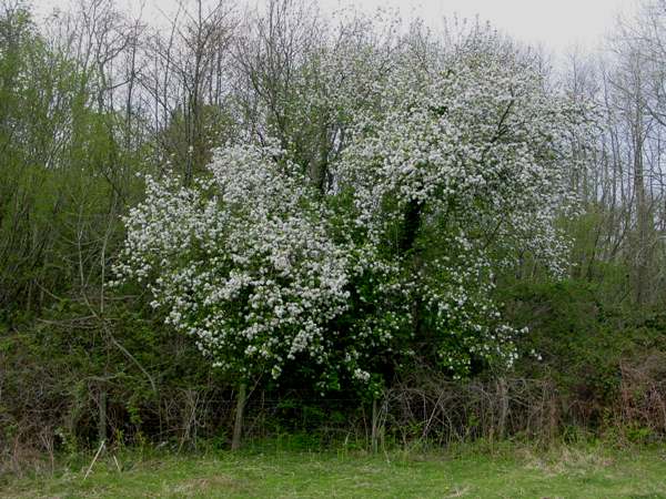 Crab Apple trees with blossom