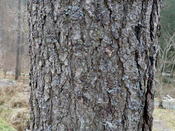 Bark of a Norway Spruce