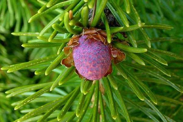 Male cone of Picea abies