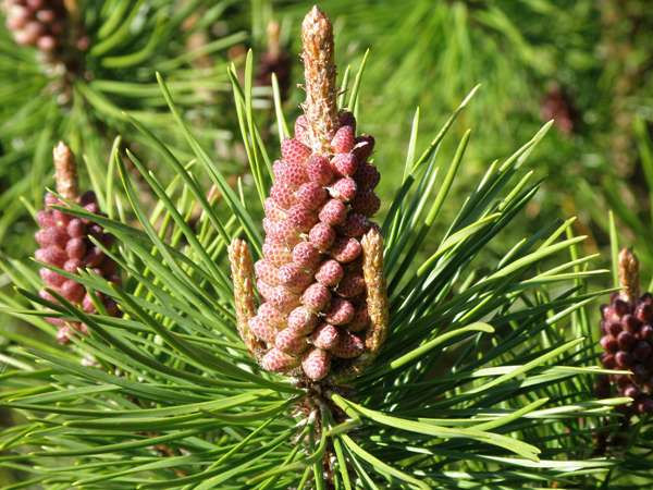 Scots pine flowers (male)
