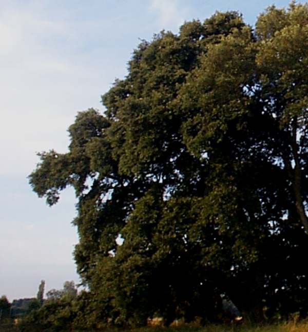 Holm oak