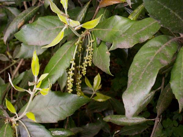 Holm oak - leaves and male catkins