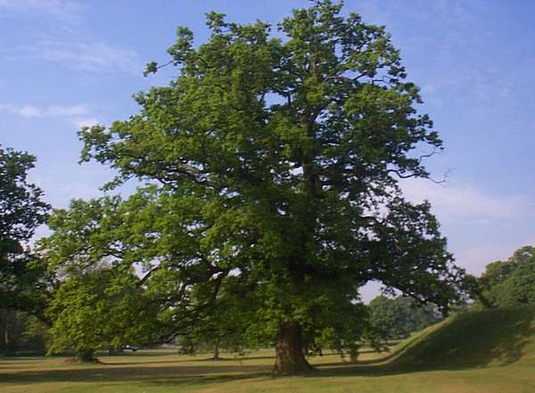 A sessile oak in winter
