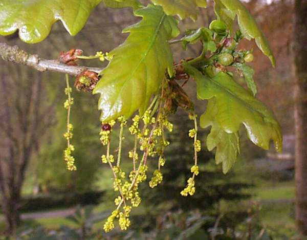 Flowers of a Sessile Oak