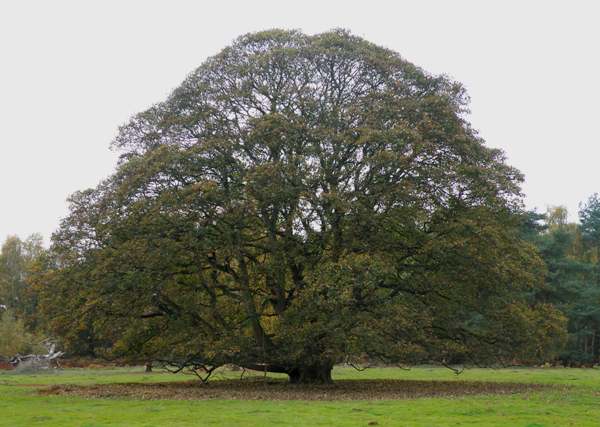 A beautiful spreading English oak at RSPB Lodge, Sandy, Bedfordshire