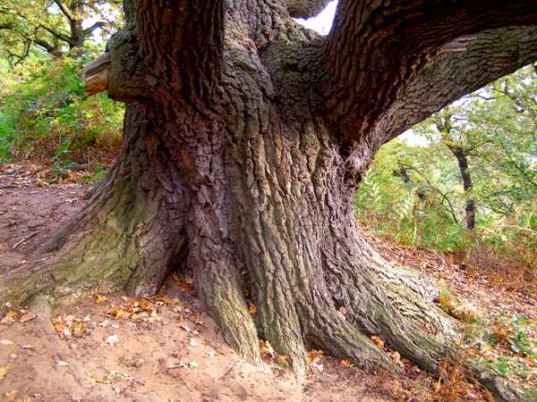 Trunk of an old English oak