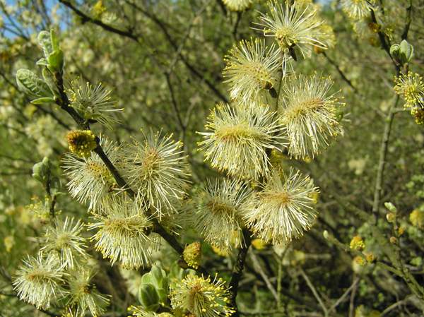 Male flowers of the Goat Willow