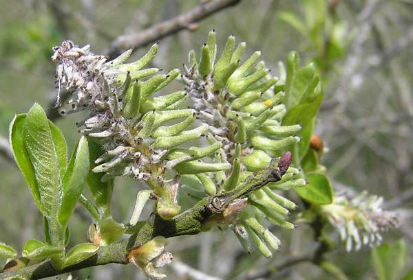 Mature female flowers of the Goat Willow